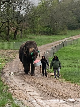 Melbet Закачать возьмите Дроид и Айфон официальное приложение 2026