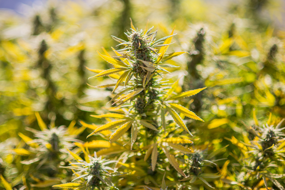 hub420 order weed pens online